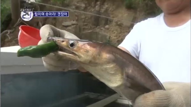  장어의 종류? - 갯장어, 붕장어, 곰장어, 민물장어