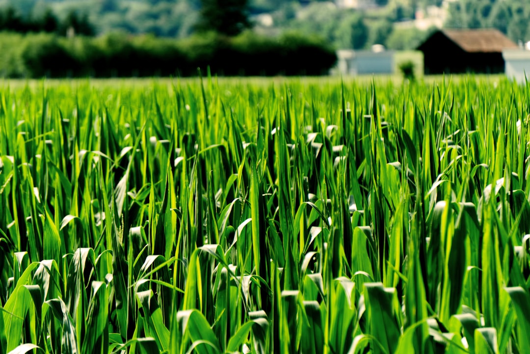 Crop.