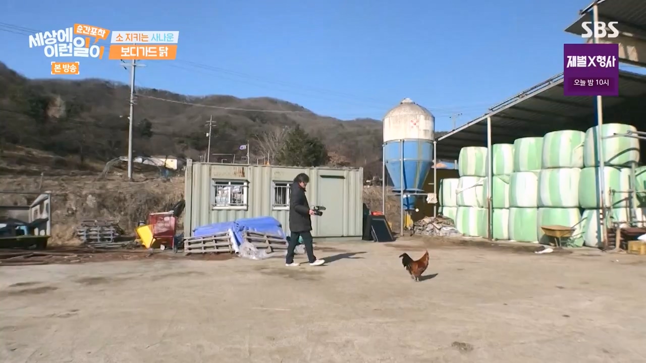 순간포착 세상에 이런일이.E1262.240128p-NEXT.mp4_20240128_184855.409.jpg
