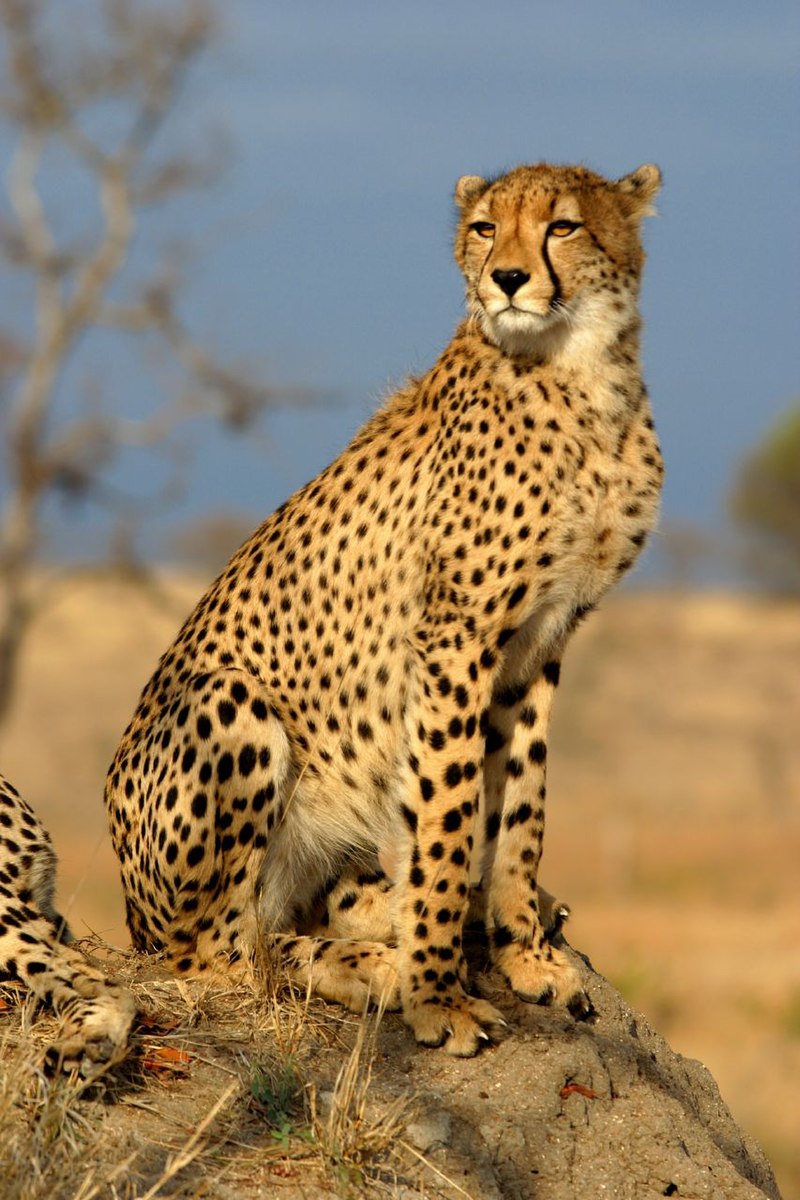 치타 (Cheetah)