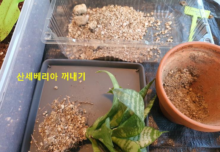 산세베리아 꺼내기