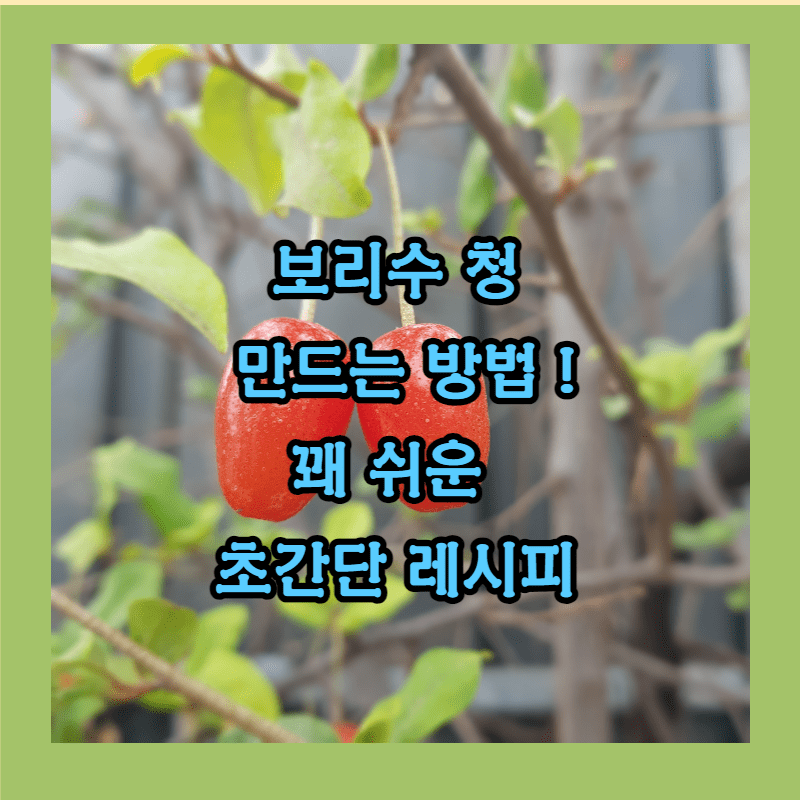 보리수 청 만드는 법