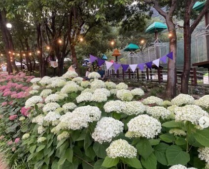 2025 진주 월아산 수국 축제