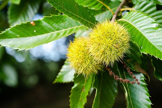 chestnuts-fruits-밤