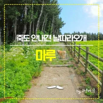 울릉도 죽도 배시간표 배편 예약 요금 예매_13