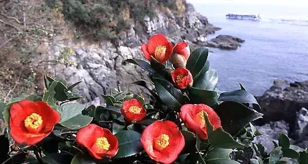 여수 오동도 동백꽃