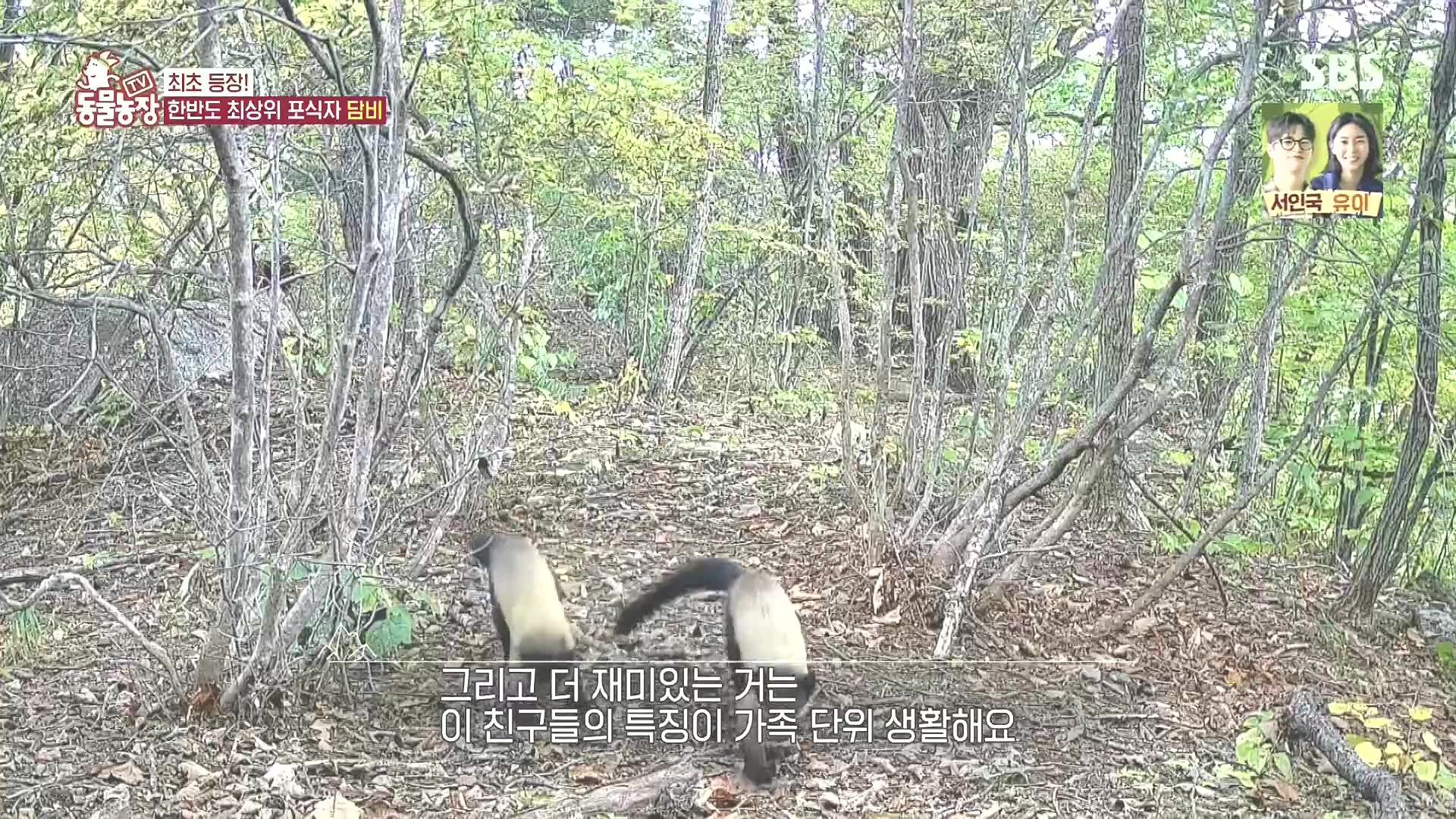 TV 동물농장.E1185.240818p.H264-F1RST.mp4_20240818_161300.388.jpg