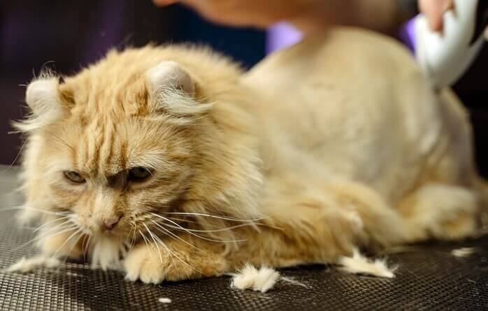 미용 테이블 위에서 미용 중인 옅은 갈색 털의 고양이 