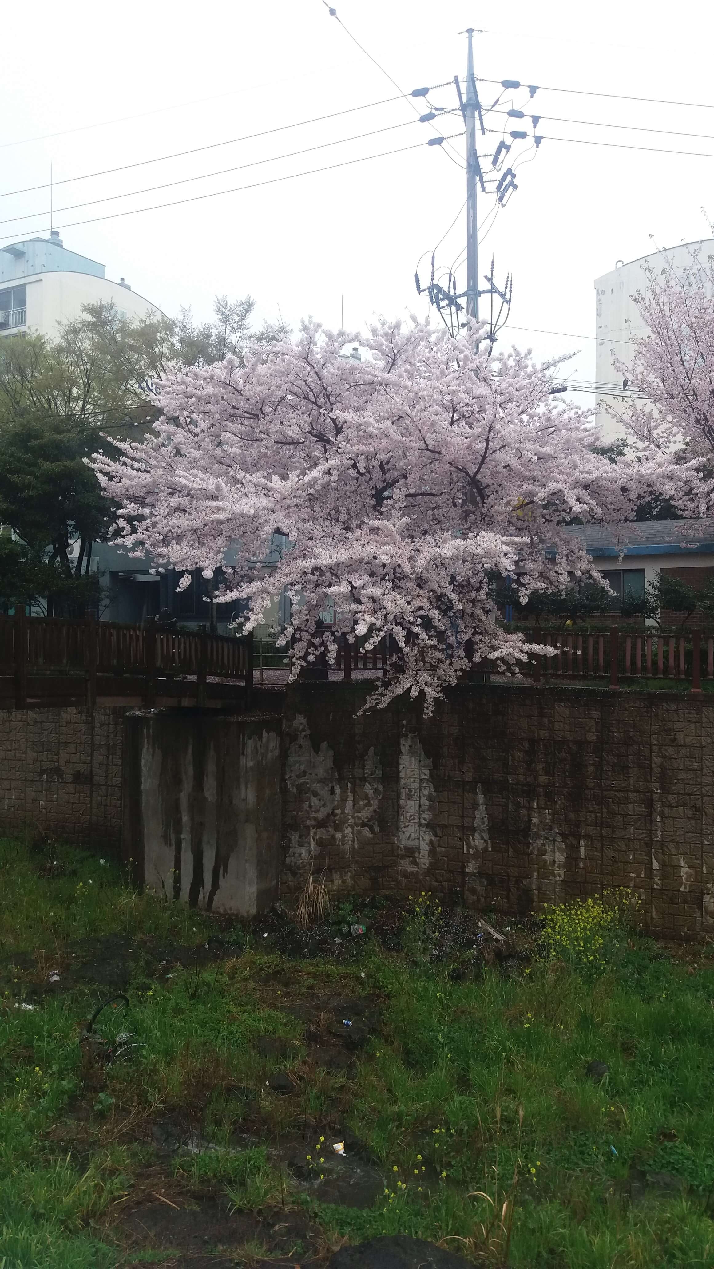  제주도 제주시 화북일동 삼화단지 산책로 2016