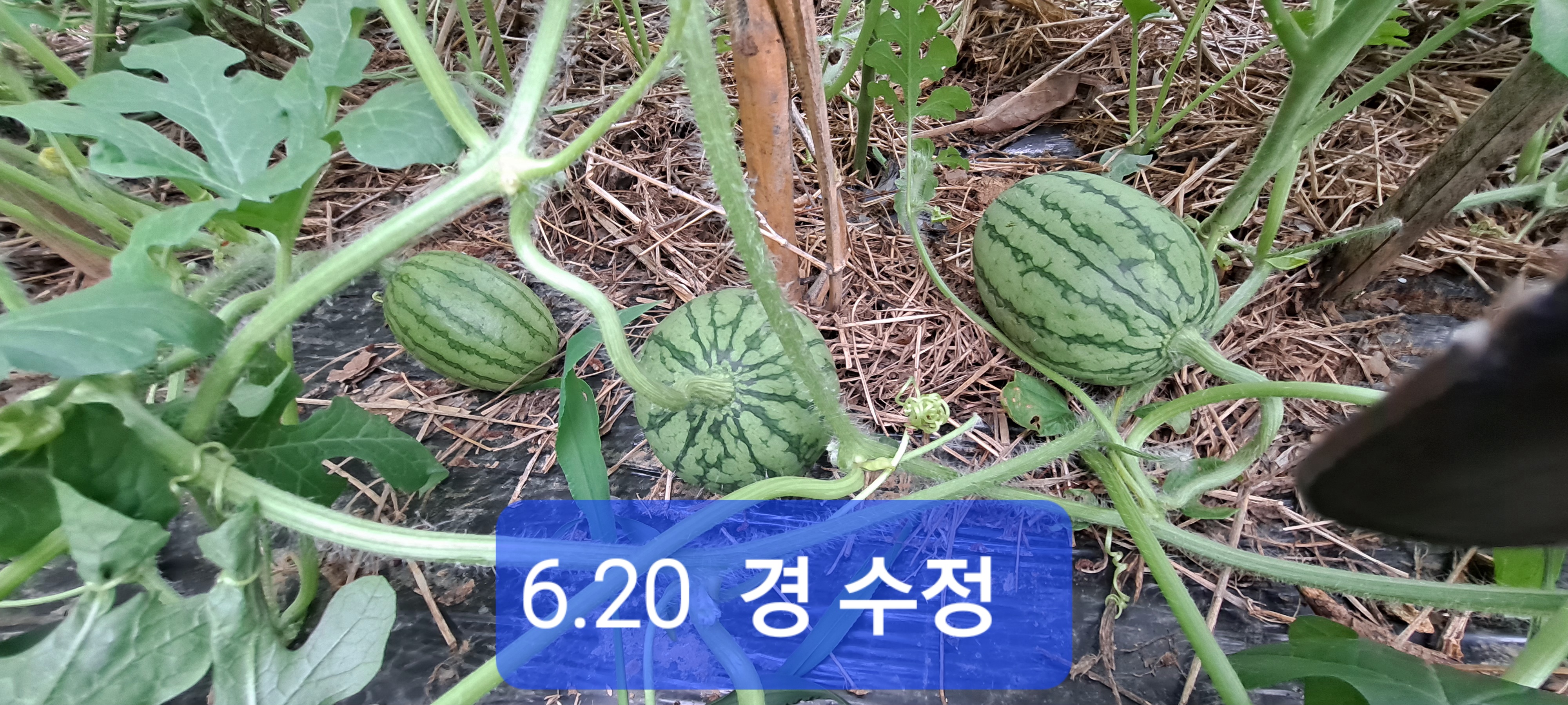 일경 이미지