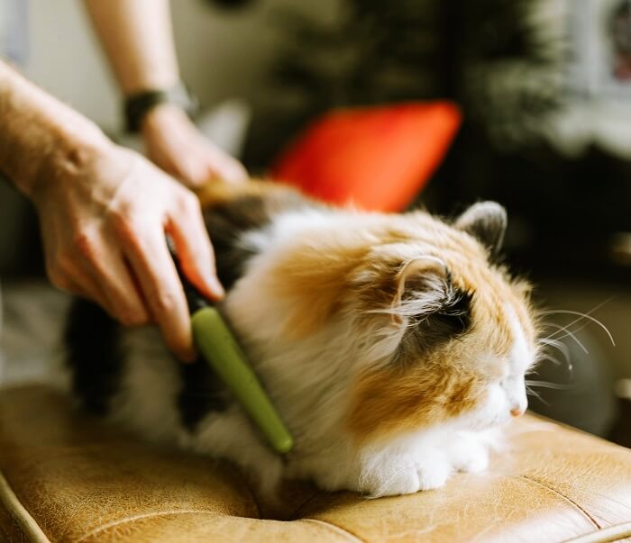 고양이 털갈이 시기 및 관리 방법 글에 사용한 고양이 빗질 이미지