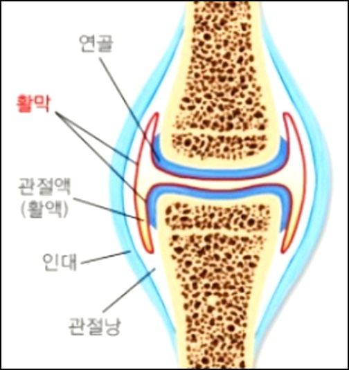 뼈 관절 구성성분
