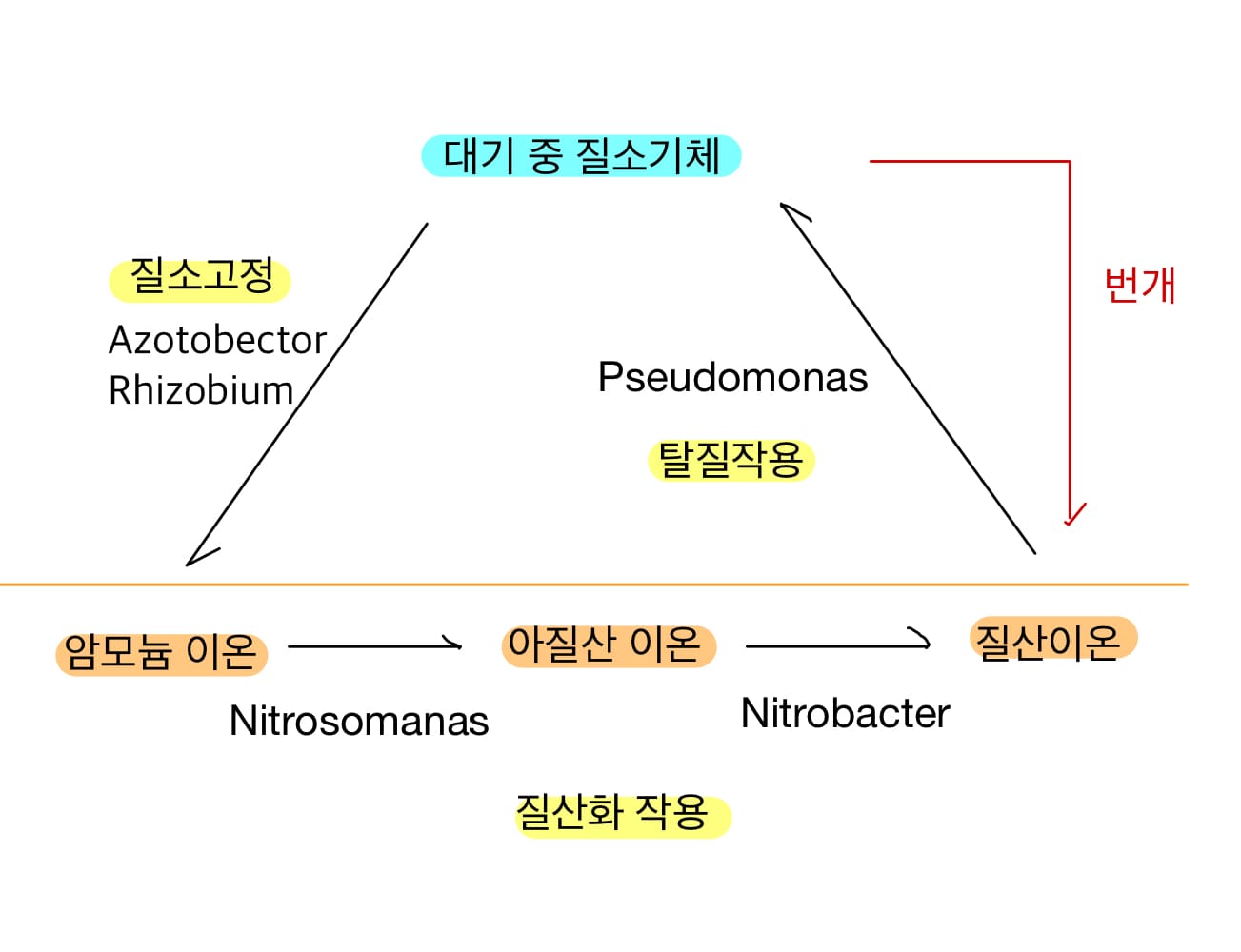  질소고정 (Nitrogen Fixing) 