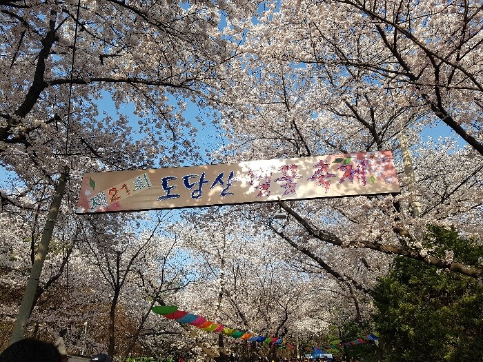 도당산 벚꽃축제