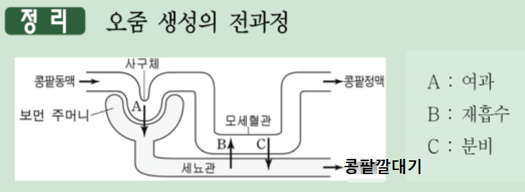 오줌의 생성경로