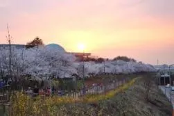 여의도-윤중로-2