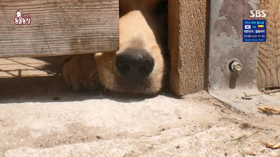 TV 동물농장.E1129.230716p.H264-F1RST.mp4_20230716_183614.578.jpg