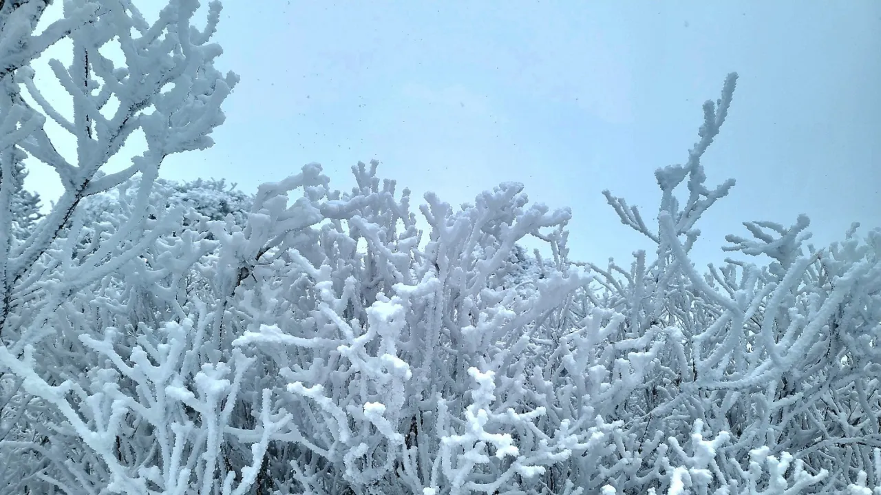 강원도 태백산 설경
