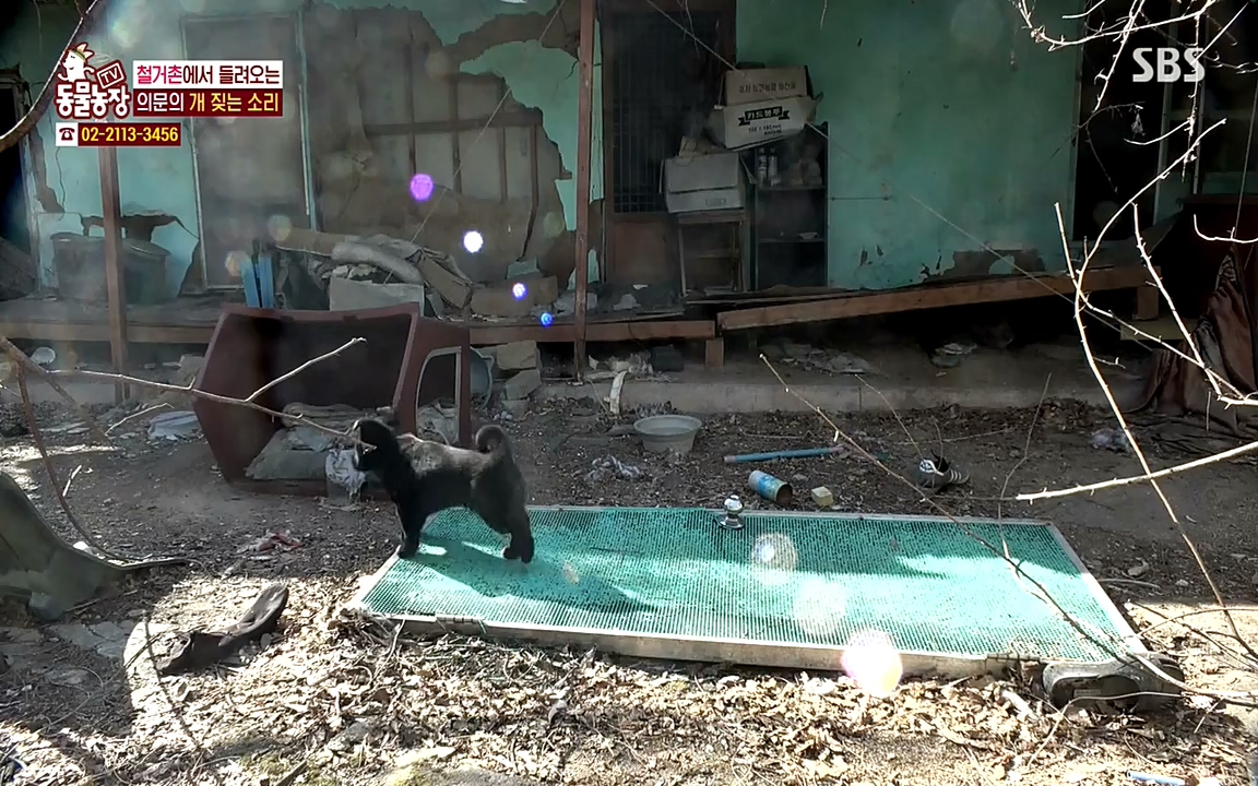 TV 동물농장.E1065.220418p-NEXT.mp4_20220417_181308.493.jpg
