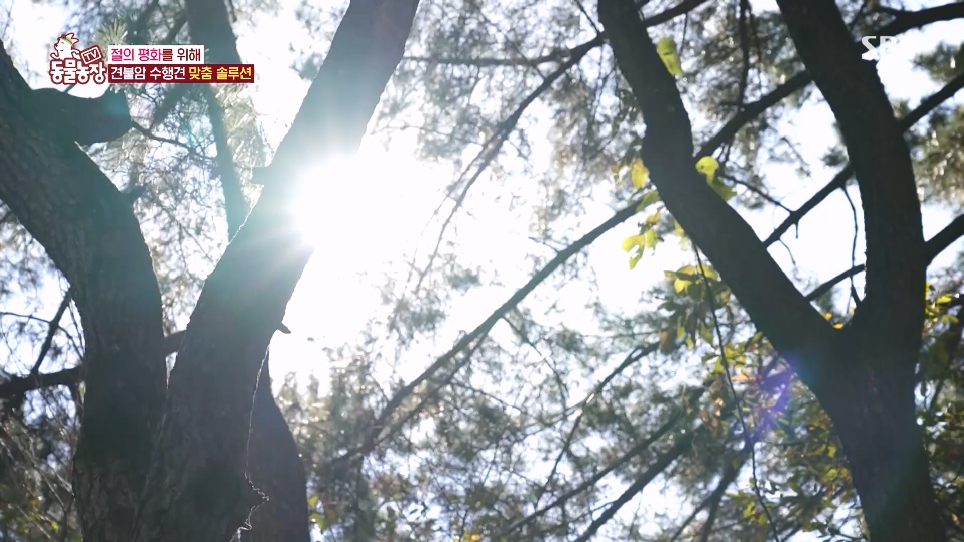 TV 동물농장.E1149.231210p.H264-F1RST.mp4_20231210_171057.858.jpg