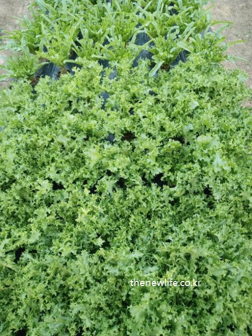 Close-up view of fresh romaine lettuce leaves growing in the field / 밭에서 자라는 신선한 로메인 상추 잎 클로즈업