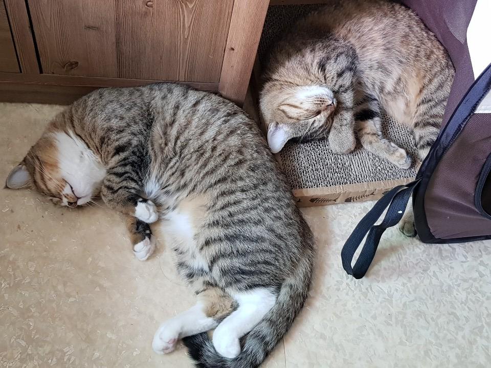  재미있는 고양이 서열 이야기