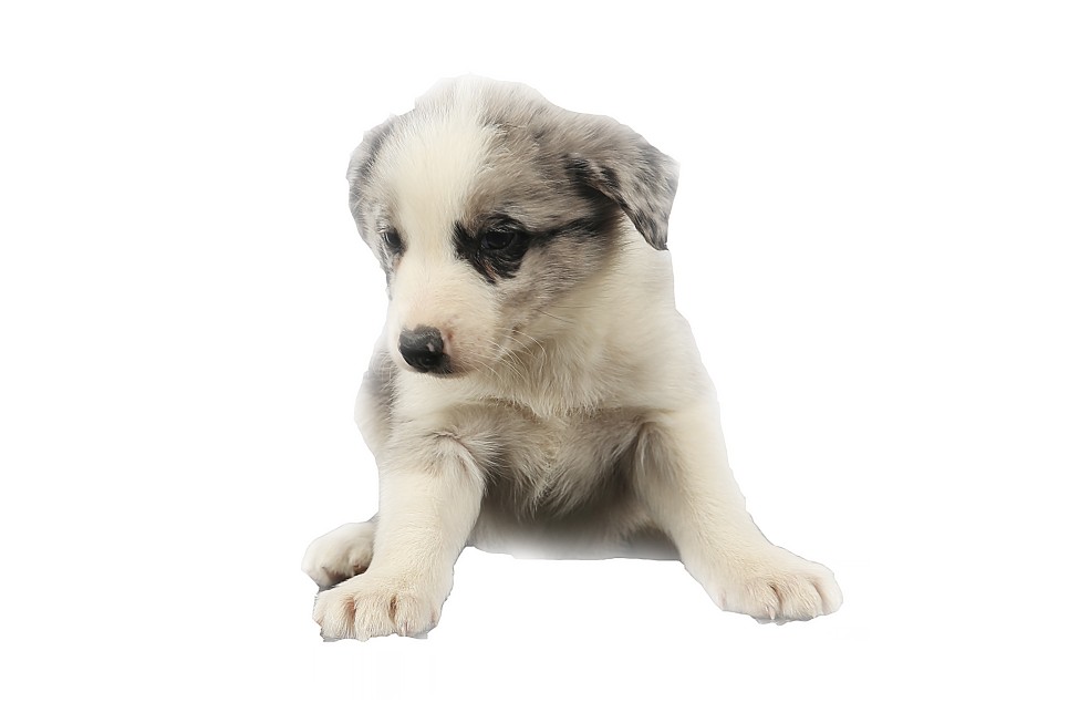 보더콜리 블루멀 분양가 사천 강아지분양 보더콜리 4