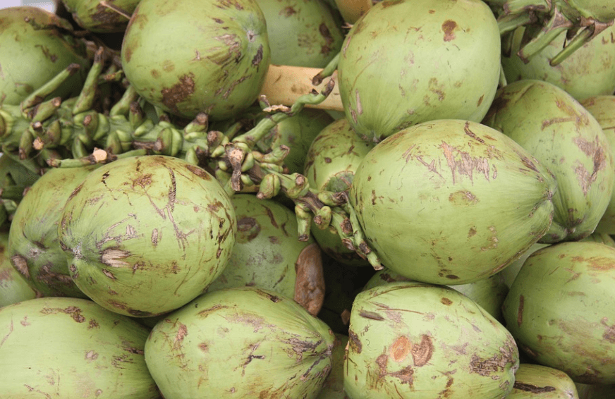 코코넛-열매