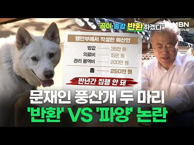풍산개 분양 가격 수명 성격 장점 단점_4