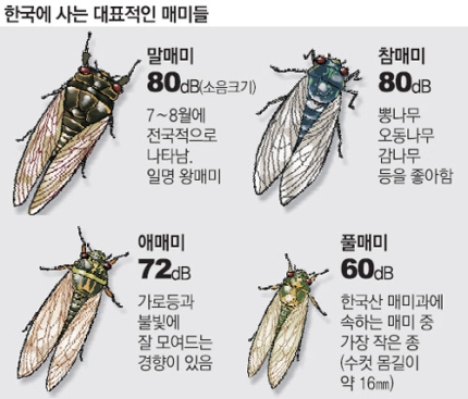  매미울음소리 - 살아남기 위한 인고의 세월