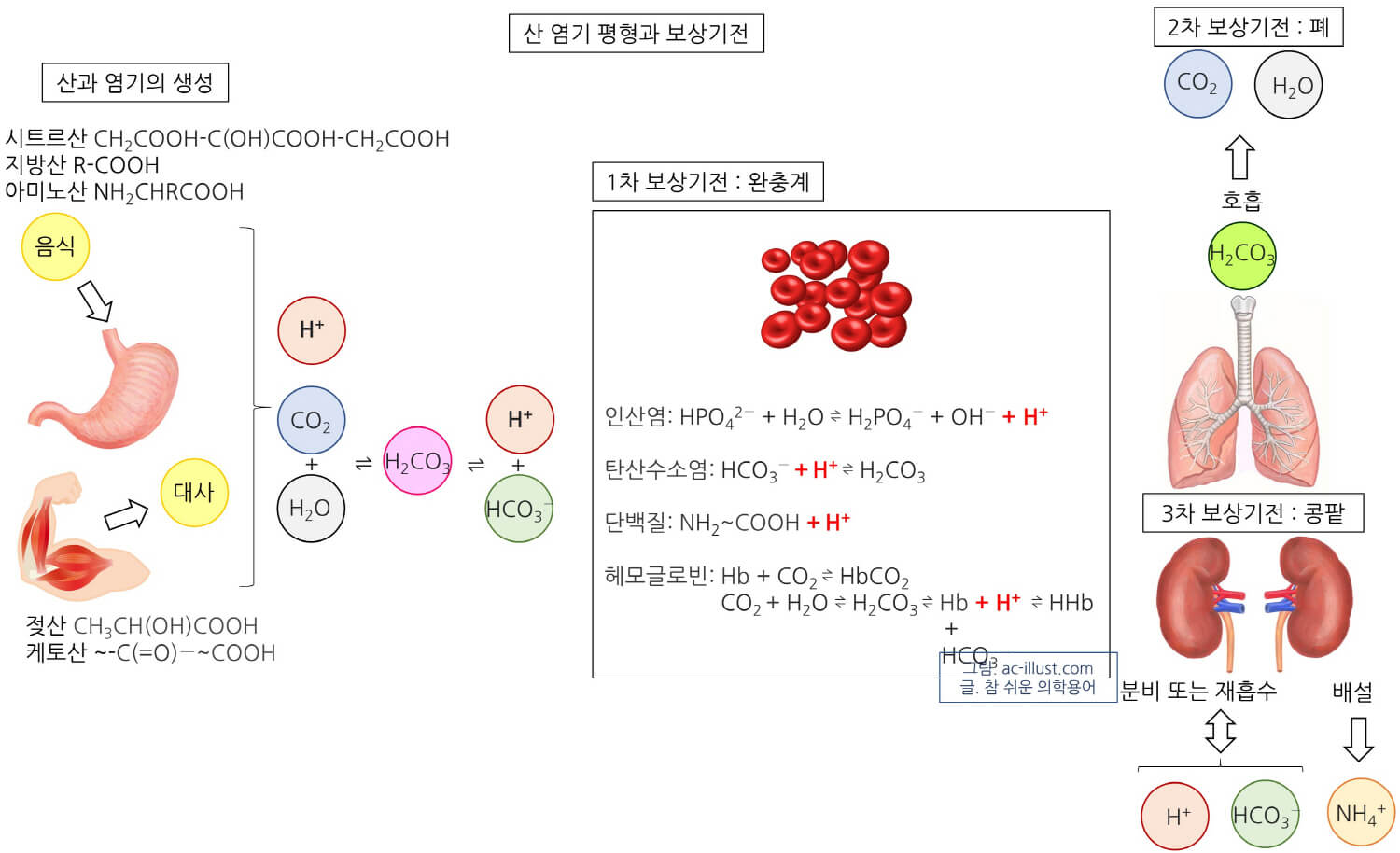 산성체질 알칼리성체질 : 침에서 신맛이 나고 신 음식을 못 먹는 이유