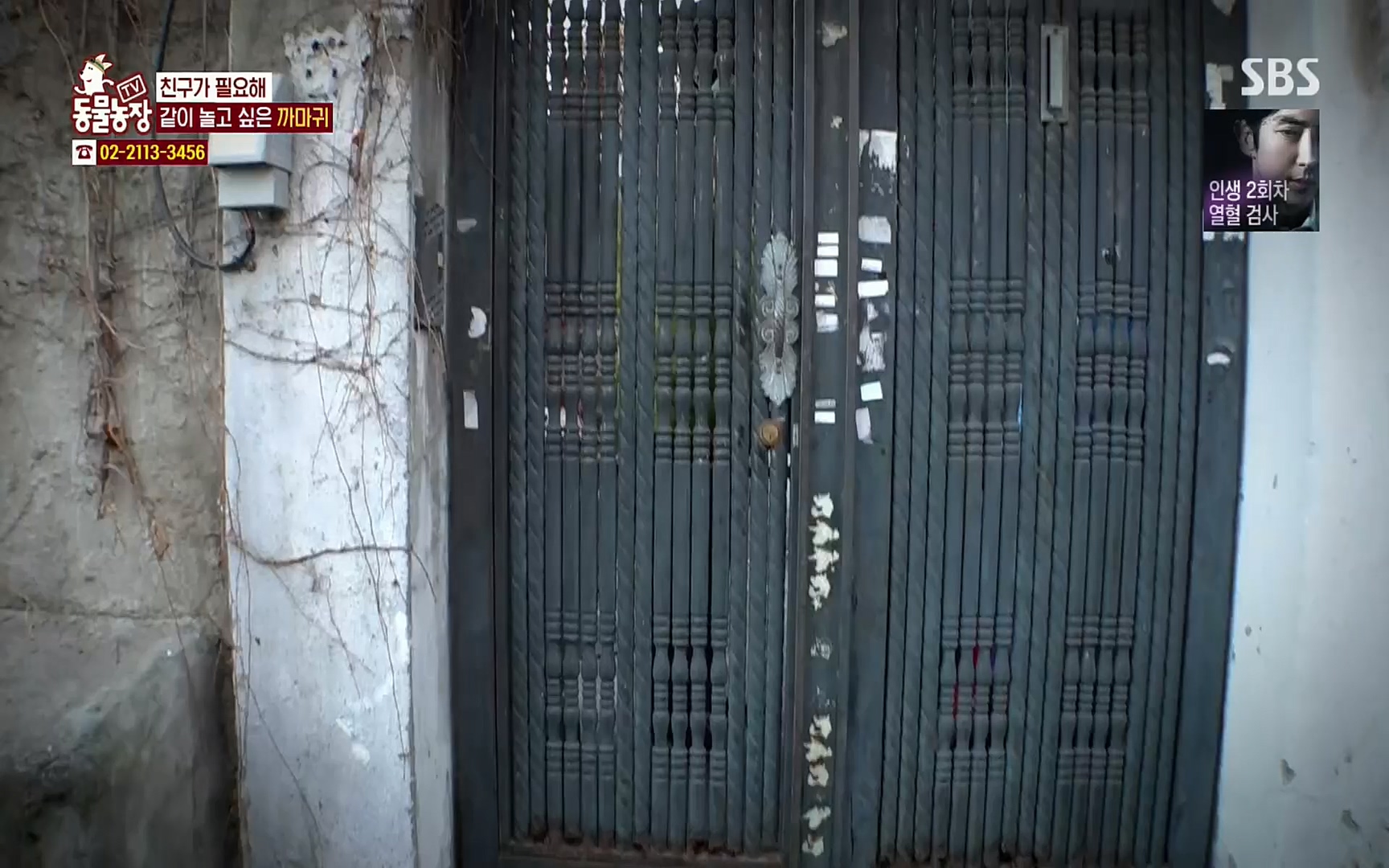 TV 동물농장.E1062.220327p.H264-F1RST.mp4_20220327_174442.621.jpg