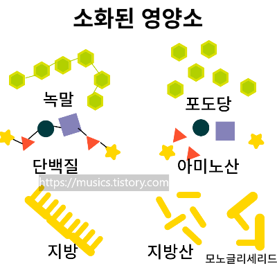 영양소의 최종산물