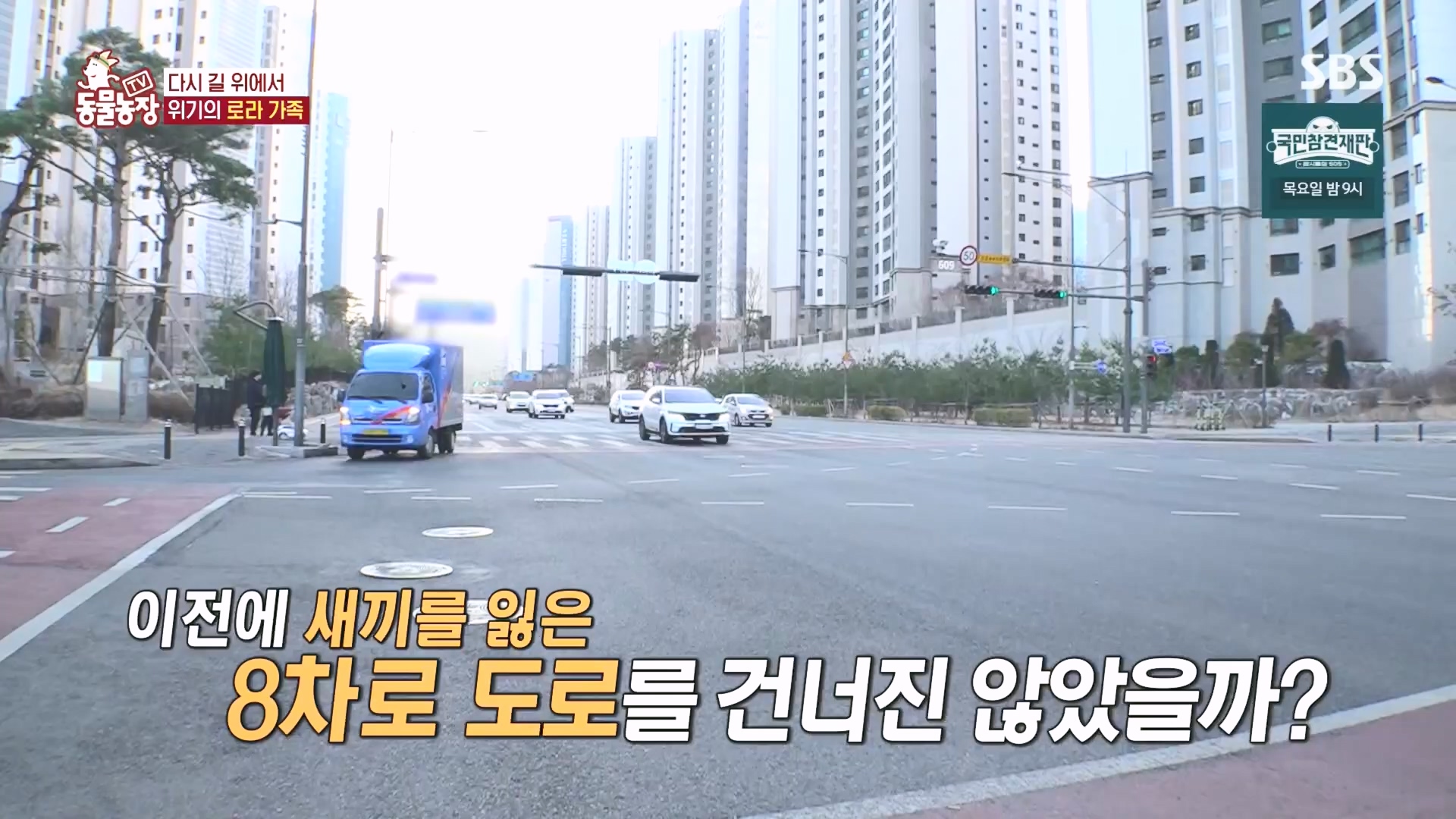 TV 동물농장.E1160.240225p.H264-F1RST.mp4_20240225_165121.874.jpg