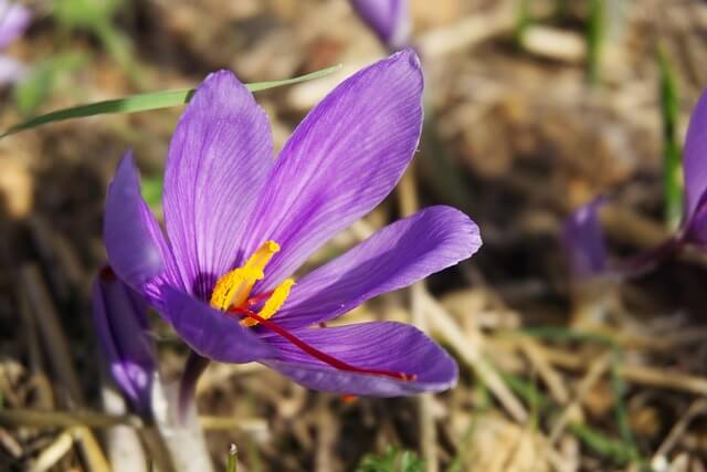 사프란 saffron