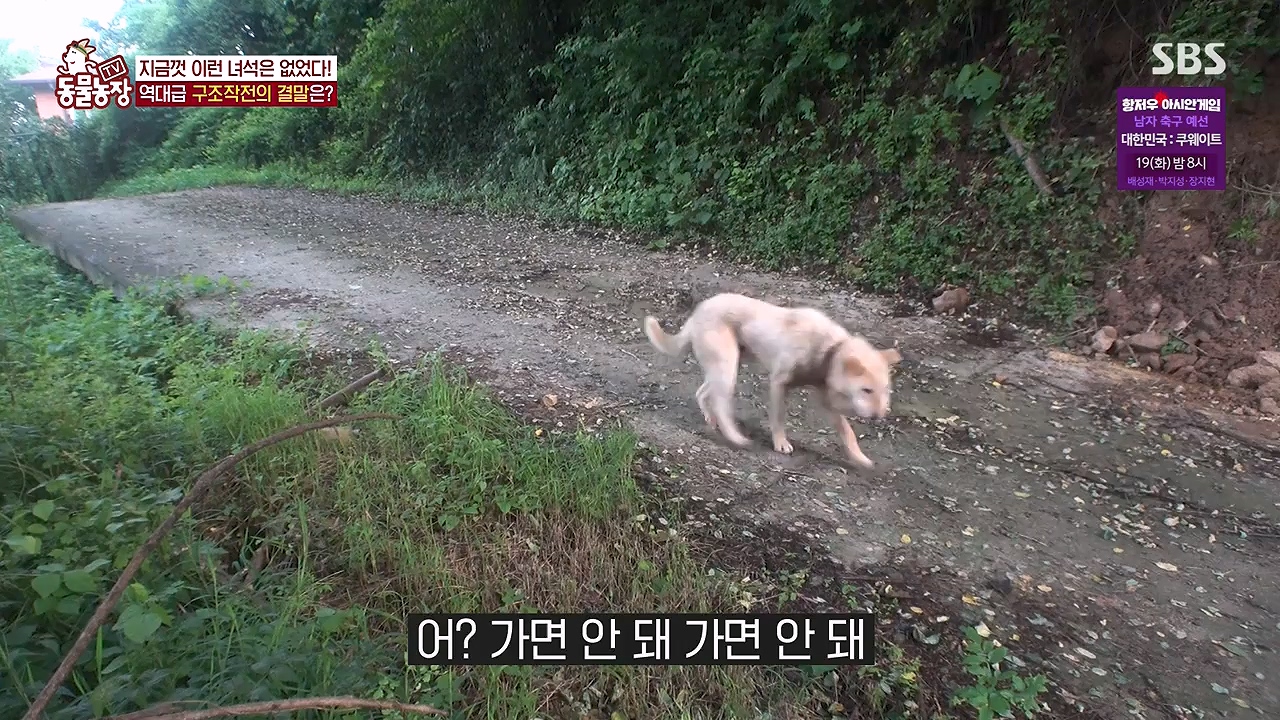 TV 동물농장.E1138.230918p-NEXT.mp4_20230917_174253.795.jpg