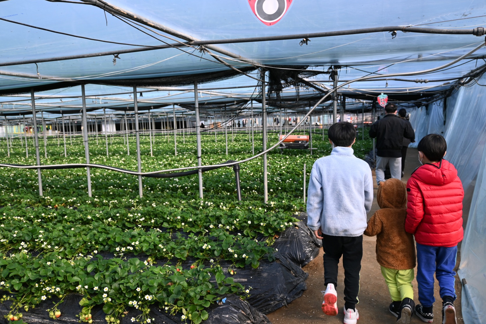 남양주 더드림 딸기 체험 농장 즐기기 사진4