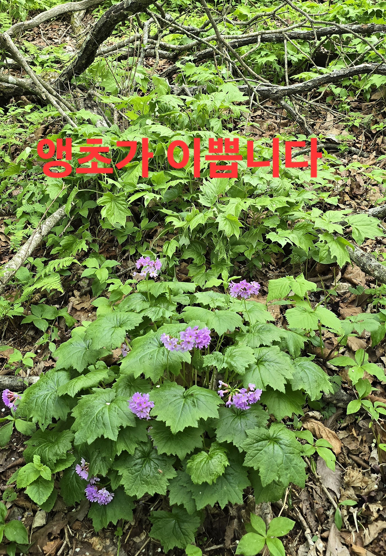 정상에서 본 백두대간 이미지