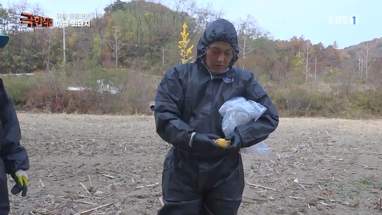 TV - 교육의 중심 EBS유해 동물과의 사투! 등검은말벌, 야생 멧돼지 퇴치.mp4_20221129_195019.336.jpg