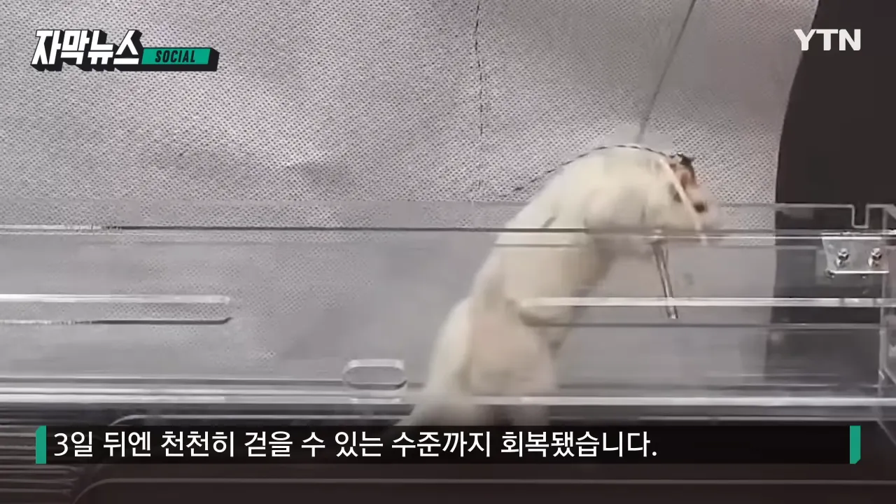 걷지 못하는 생쥐를 다시 걷게 만드는 기적같은 신소재