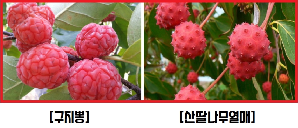 산딸나무 구지뽕 차이점