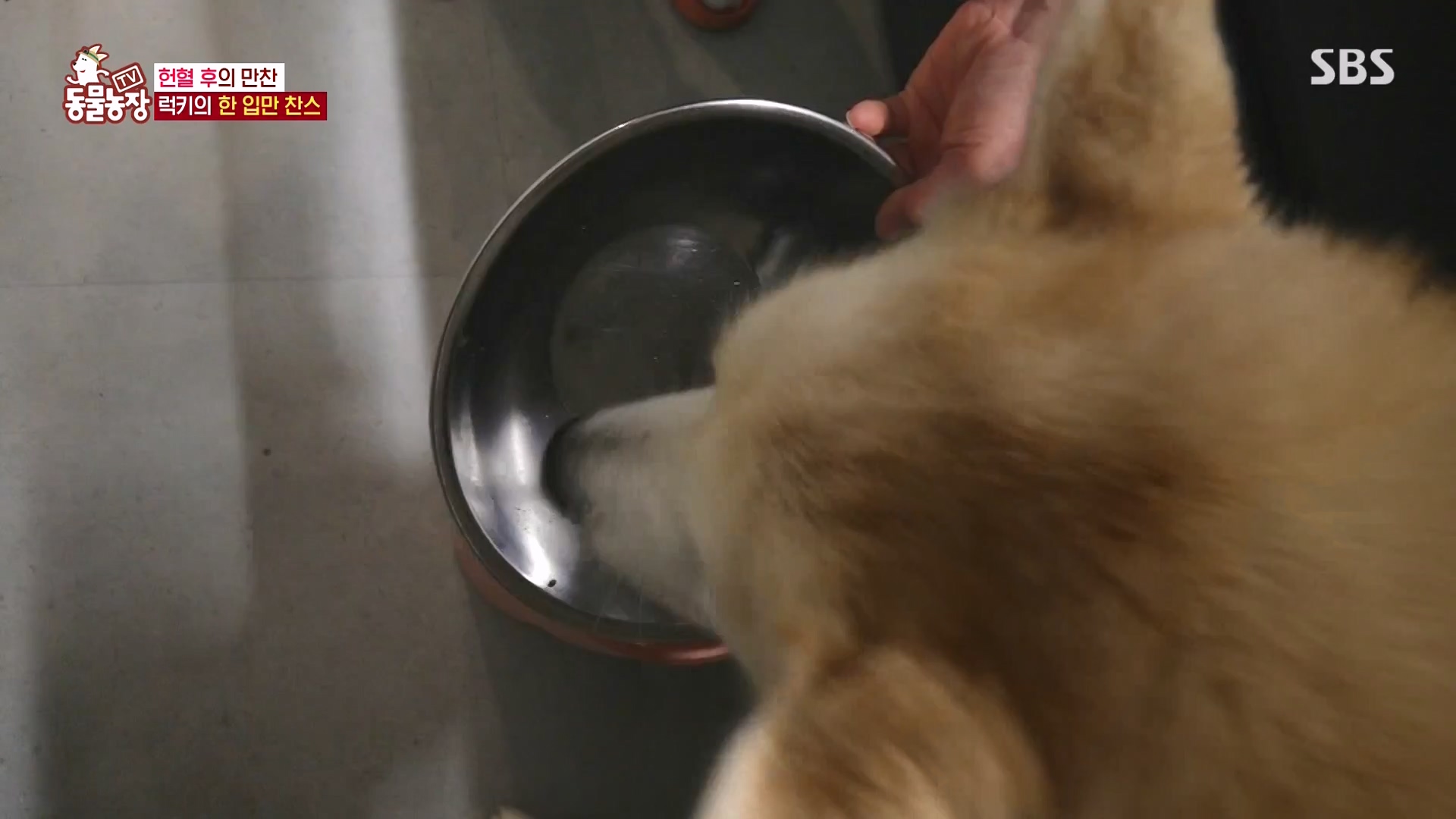 TV 동물농장.E1166.240407p-NEXT.mp4_20240407_164459.740.jpg