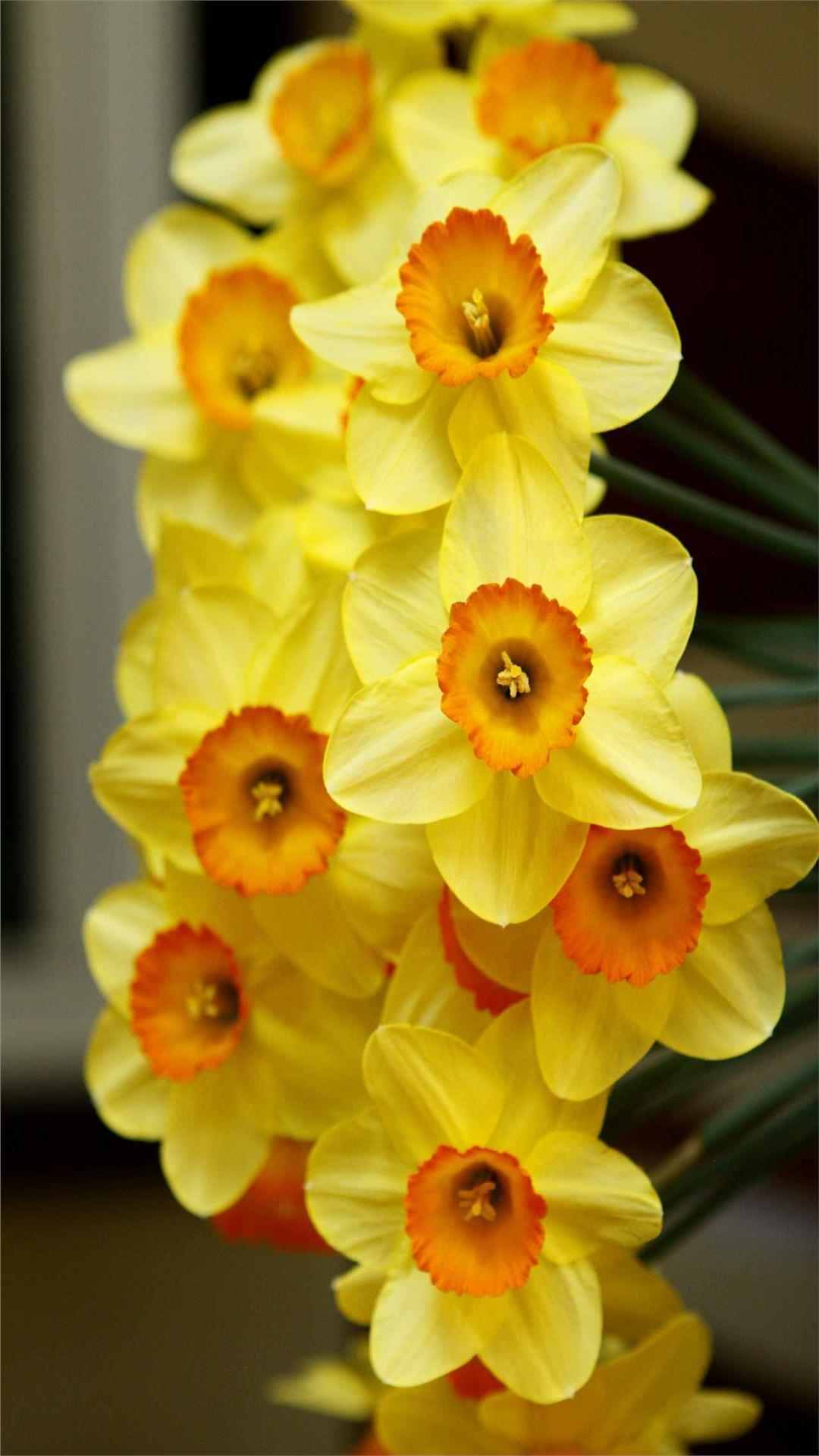 Daffodil Flower iPhone Wallpaper