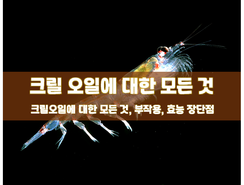  크릴오일 효능 부작용 지방분해