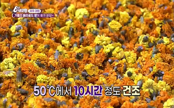 [7612회] 6시 내고향 - KBS7612회] 6시 내고향.ts_20220912_174120.233.jpg