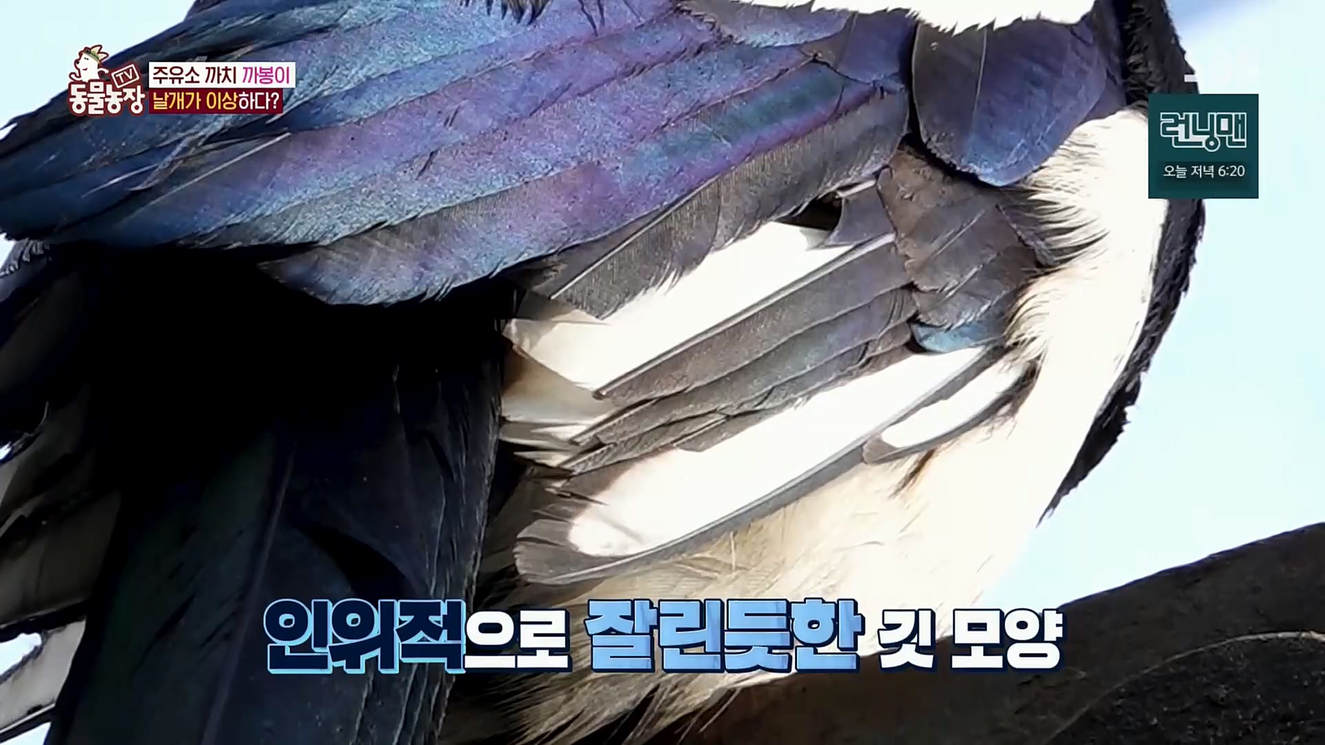 TV 동물농장.E1102.230101p.H264-F1RST.mp4_20230101_182838.898.jpg
