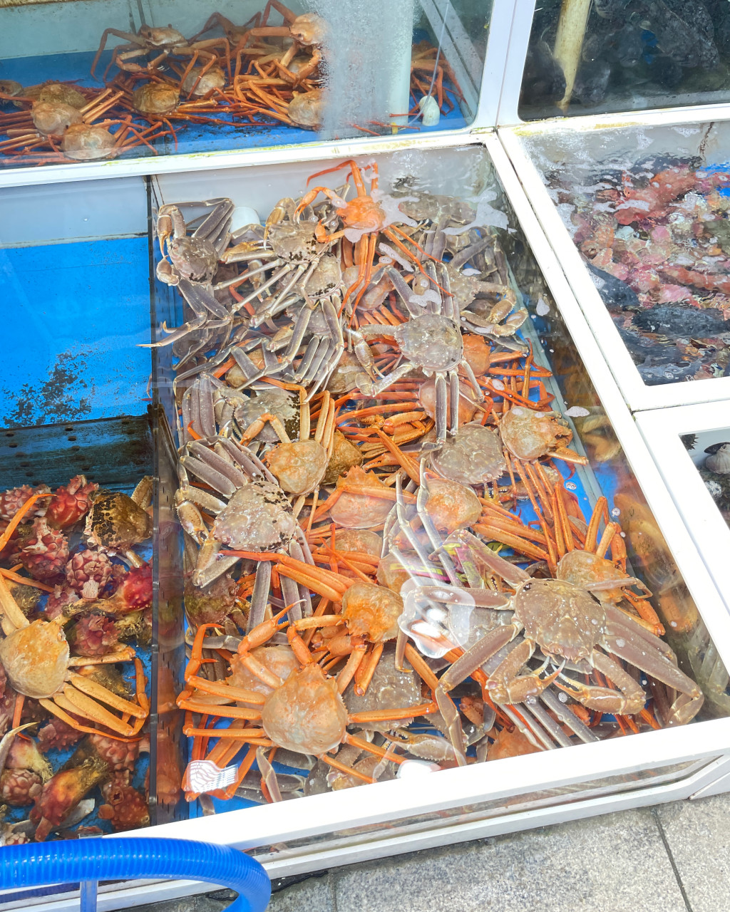 속초 맛집 대포횟집 속초 로컬 대게 맛집