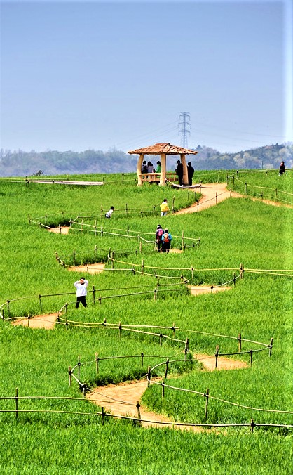 청보리축제_2023 고창청보리밭축제 18