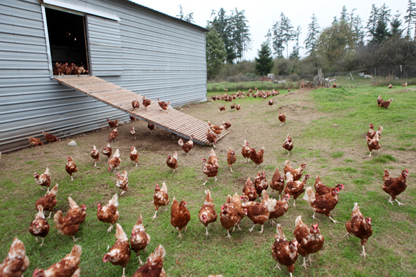 사육장과 사육장 밖을 자유롭게 드나들 수 있도록 해놓은 닭 
