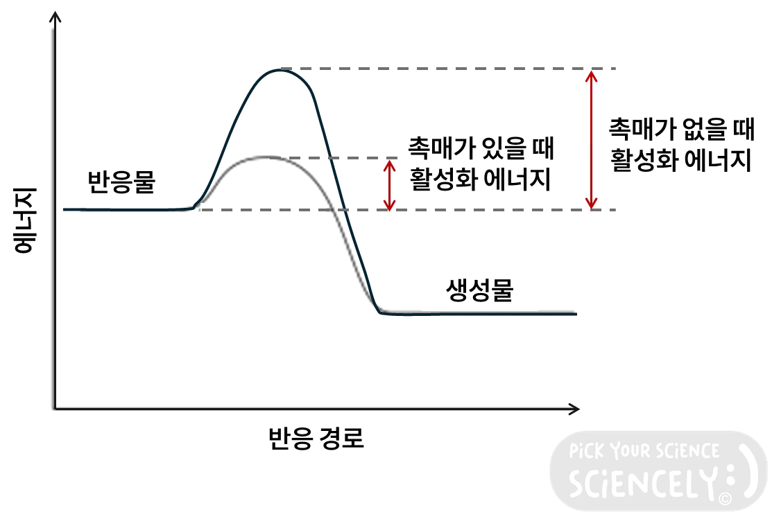 촉매, 활성화 에너지, 화학 반응, 반응물, 생성물, 반응 경로